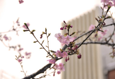 河津桜は卒業記念樹です。