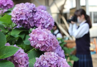 Photo Club_S2_Ayumi.W_写真部が紫陽花を撮る様子