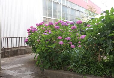 Photo Club_S3_Honoka.N_体育館前の紫陽花