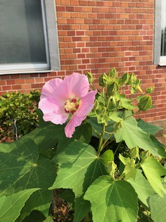 本日の芙蓉の花