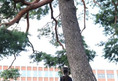 Photo Club_S1_Honoka.N/創立当時からあるこの松の木は樹齢何年なのだろう？