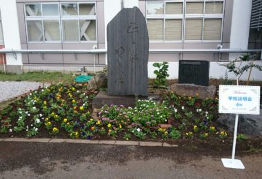 昨日、花を植えました