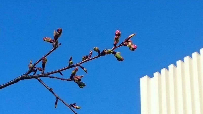 膨らむ蕾、「サクラサク」～ 校庭の河津桜