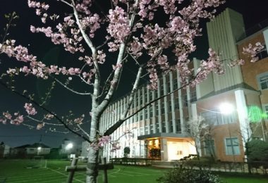 Photo club_adviser_hino/早春の夜桜_第75回卒業生が寄贈した記念樹です。(当時の場所より移植しております)