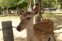 中学３年生、京都奈良へ修学旅行へ出発！
