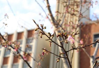Photo Club_S1_Honoka.N/校庭の河津桜が咲き始めました。