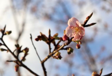Photo Club_S1_Honoka.N/この河津桜は卒業記念樹です。第75回卒業生だから・・・