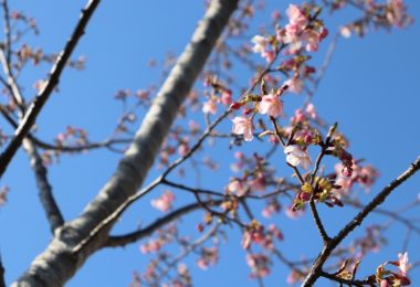 Photo Club_S1_Honoka.N/綺麗な青空と河津桜です。