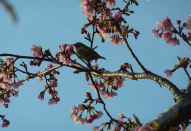 Photo Club_J2_Honoka.ｏ/河津桜にめじろが来訪