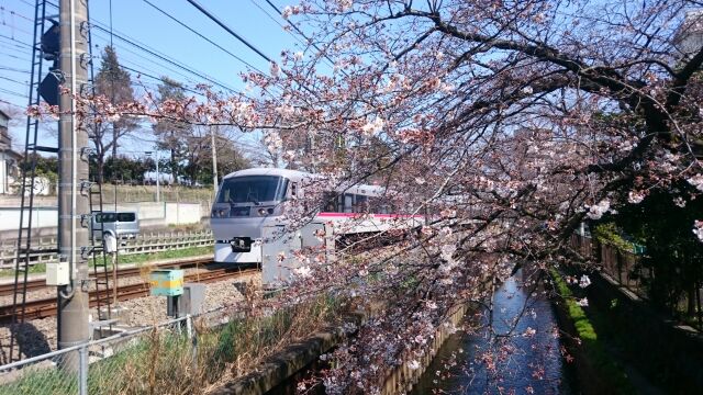 石神井川のほとりの桜（こちらはかなり有名です）が満開近くになりました。