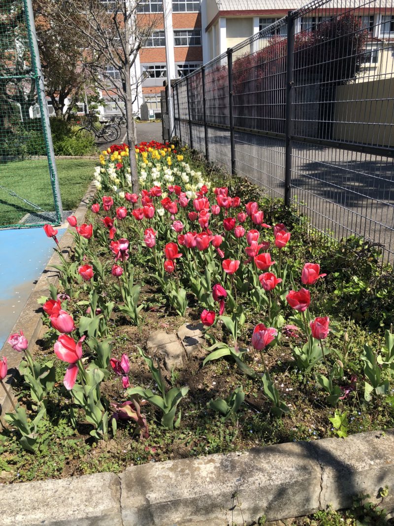 例年11月に植えたチューリップが見事に咲きそろい、進級した生徒たち、そして入学した生徒たちを迎えます。そして桜の花びらが舞い散る中、生徒たちは正門をくぐるのです。