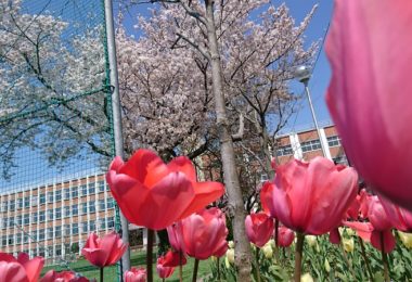 チューリップと染井吉野桜