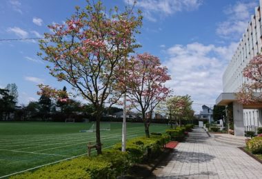 4月24日_花水木の花道