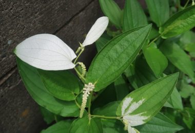 校舎裏手にある半夏生