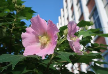 夏の青空