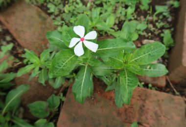 最初の日々草の花