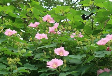 坂下の芙蓉を見上げて