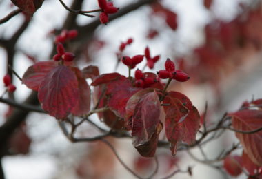 Photo Club_S1_Yuna.O_校庭の花水木が紅葉し実をつけています