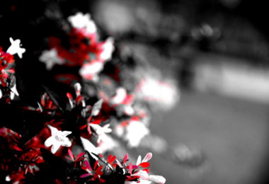 Photo Club_S1_Yuna.O_校庭の花4