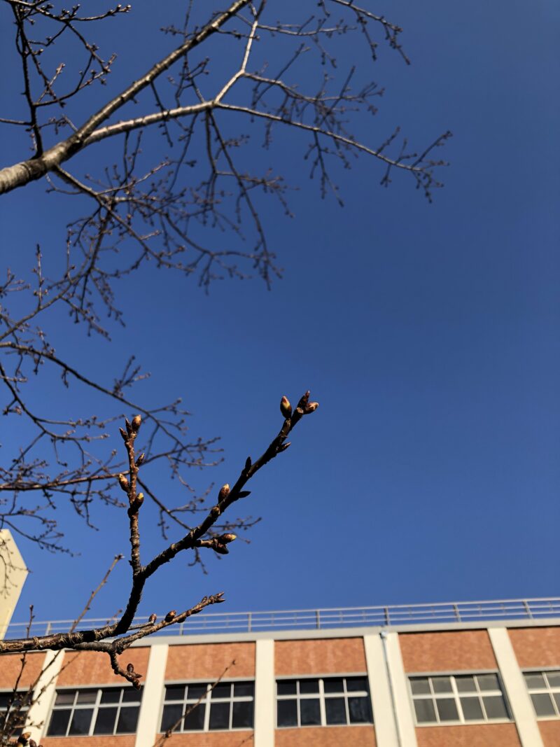 数日前からの寒さに比べては、寒さは和らいだ朝でした。本日受験の受験生、体調も万全(エントランスでの検温等もちろんクリア)で受験できました。正門入ってすぐの河津サクラ…よく見ると、だんだんとつぼみが膨らんできています。