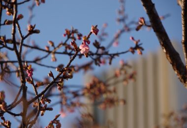 Photo Club_S1_Yuna.O_校庭の河津桜（卒業記念樹）が開花しました。