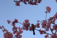 「出会い」と「ご縁」と（３月２日）を前にして