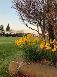 人工芝グランドわきの花壇に黄色い水仙が満開、群生してとてもきれいでかわいいです。正門前一本の河津桜も満開、モズ（だと思う）が早朝から枝から枝へ渡っていました。いよいよ今年度の”入試”も満開！といきたいです。
