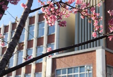 Photo Club_S2_Honoka.N_河津桜が咲き誇っています