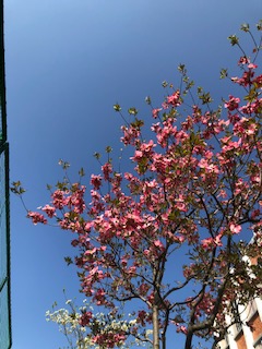 本日撮影：青空にピンクのハナミズキ、素敵ですよ。（本文とは関係ありません）