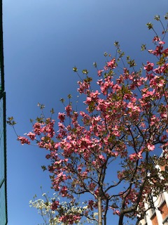 本日撮影:青空にピンクのハナミズキ、素敵ですよ。(本文とは関係ありません)