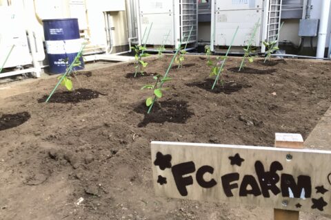 FCファーム　伝統野菜の栽培に挑戦