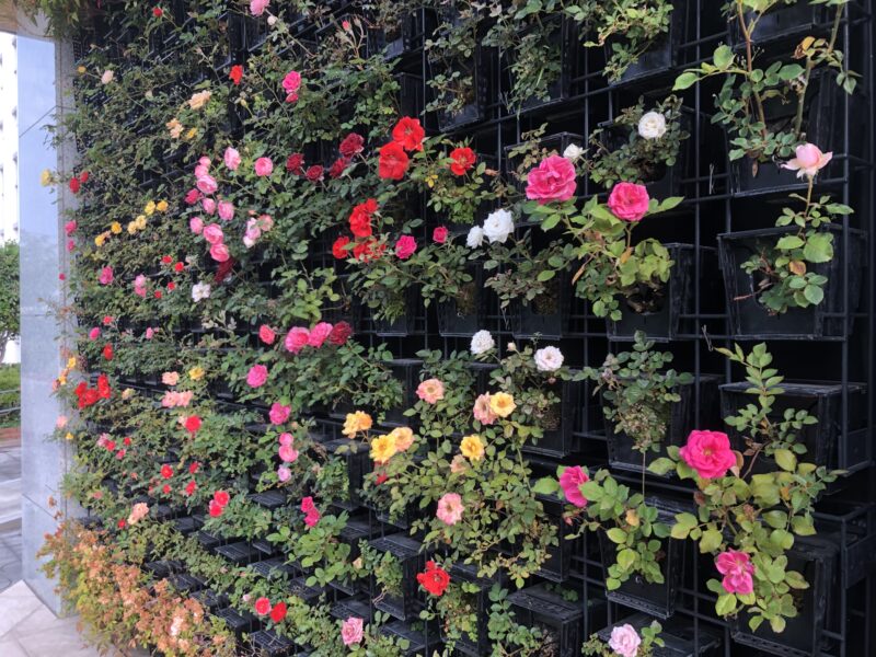 エントランス前の”フラワーウヲール”の薔薇(ばら)は、つぼみがいよいよ全部開花、という時期です。「何色あるのだろう」と数えたくなります。