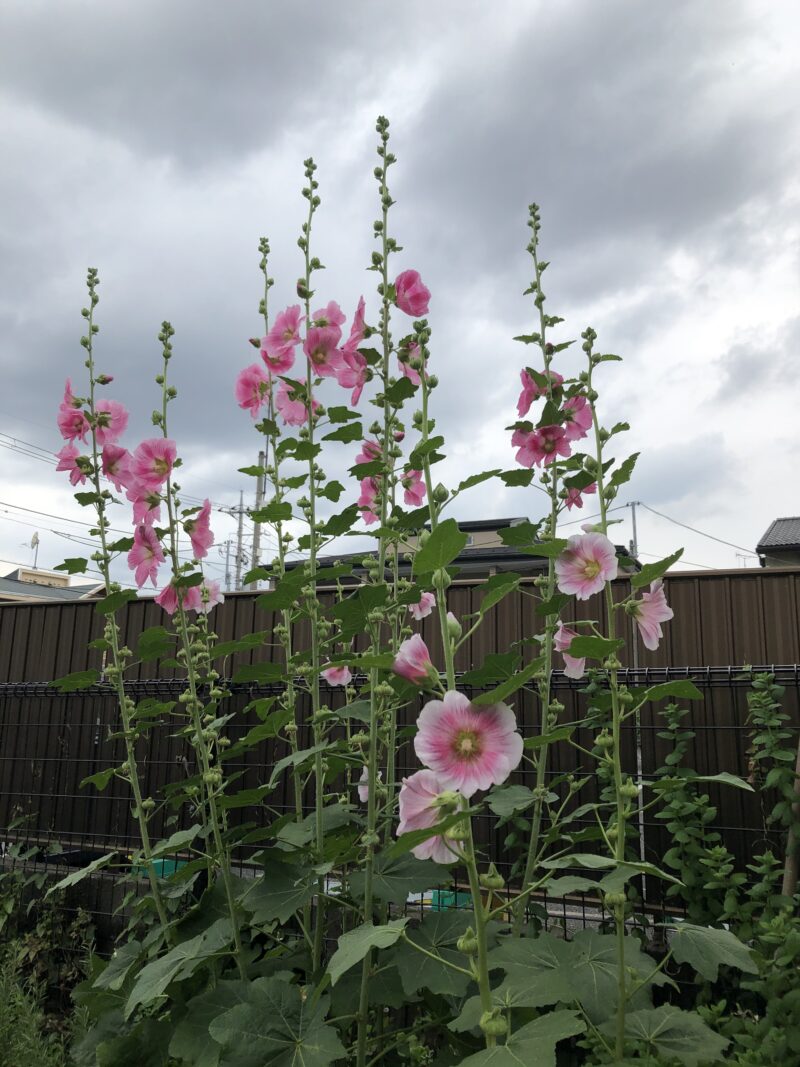 本校では、たくさんの花々がグラウンドの周りだけでなく、いろいろなところに咲きます。このタチアオイの花は、体育館横の駐車場のわきに咲きます。昨年度、最初に見たときは、「なんでこんな位置に開花するんだろう」と思いましたが、見慣れてくると、先端までピンとしている姿は凛々しささえ感じます。（本文とは関係ありません）