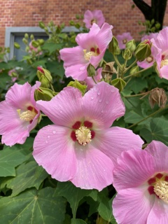 (本文とは関係ありません)夏休みに入り、エントランス横の芙蓉が、一気に花をつけました。そして昨年に比べて一回りも二回りも大きくなりました。これからの猛暑、元気に美しく咲き続けていきます。