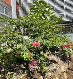 花をつけ始めた。百日紅1本、数年前に植えられたばかりなのでまだまだ小さいです。