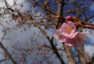 校庭の河津桜（卒業記念樹）が咲き始めました！