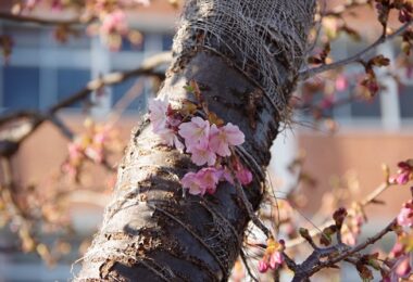 Photo Club_S2_Yuna.O_河津桜が校庭を彩ります