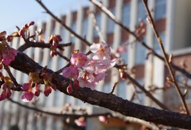 Photo Club_S2_Yuna.O_河津桜が咲いています
