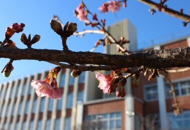 Photo Club_S2_Ayumi.W_河津桜が咲いています