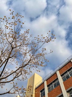 4月7日（木）午後　穏やかな天候の中で本校のK入学式が行われました。校舎手前のハナミズキが咲き始めました。
ハナミズキってとてもかわいい花ですね。私は大好きです。何本も並んで咲くこの木がすべて満開になるころには天候も安定し、コロナも収束されるよよいのですが・・・。
　今回の高校の入学式での式辞は、「朗読」と様々な「音楽」のコラボでコンサートを実施している「泉田洋子さん」という本校の卒業生（昭和の終わりころ）のことを取り上げさせていただきました。
泉田さんからの祝辞も一緒に掲載させていただきます。