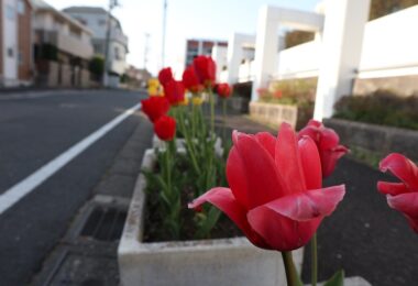 Photo Club_S2_aki.M_学校の裏門はTulipの写真スポット