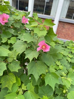 本校の花、芙蓉の花がようやく咲き始めました。（7月20日　終業式撮影）