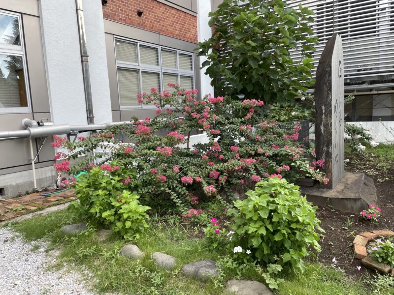 石碑の後ろに、ピンクの花を咲かせています。生徒たちと同じ目線で「正しい姿　明るい心」で生徒と登下校を見届けているようです。