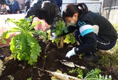 練馬大根を丁寧に収穫中！