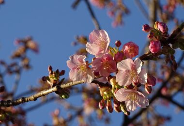 Photo Club_S2_Momoka.S_河津桜が咲きました