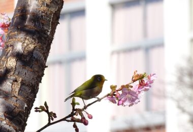 メジロが飛来しました