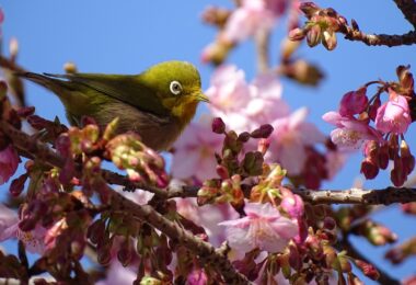 校庭の河津桜にメジロが飛来しました