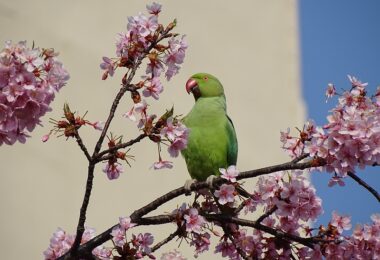 ワカケホンセイインコも飛来