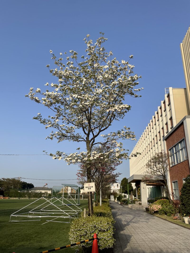 ハナミズキがとても”かわいい”時期になりました。グラウンドの最先端で、白、紅、ピンクと並んで咲いています。