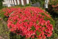 花々のステキな季節です。